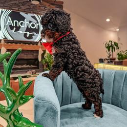 D A R L I N - Tri-color female Bernedoodle puppy in Pleasant View, Utah from Anchor Dogs