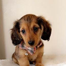 Dachshund and French Bulldog Puppies from Trust Fund Devil Kennel