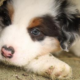 Anakin - Blue merle male Miniature Australian Shepherd puppy in Ocala, Florida from Silver River Mini Aussies