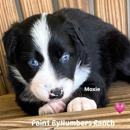 Moxie - Black tri-color female Australian Shepherd puppy in Magee, Mississippi from Paint ByNumbers Ranch