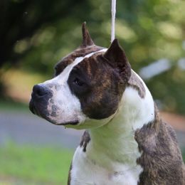 Manhattan - American Staffordshire Terrier