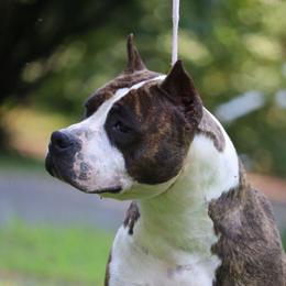 Manhattan - American Staffordshire Terrier