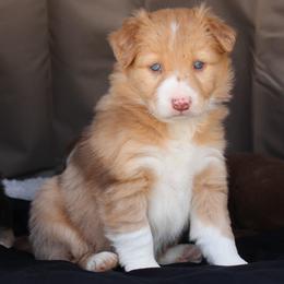 Border Collie Puppies from C Bar C Ranch Border Collies