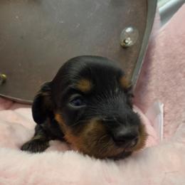 Midnight mystique 2250 pet only 3250 full akc - Black and tan female Dachshund puppy in Bristol, Tennessee from It's Mini Wieners Baby