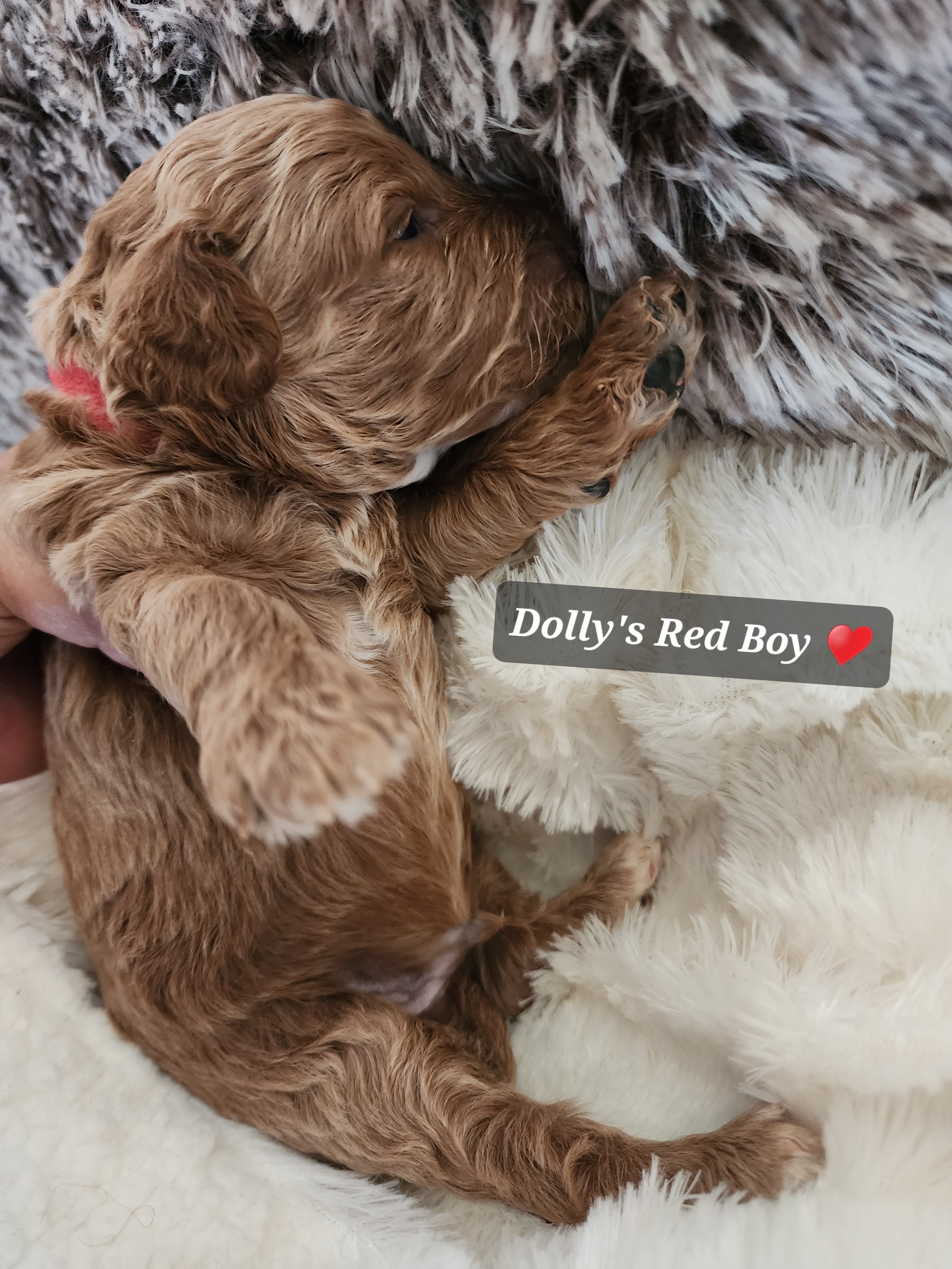 Red boy - Red  Goldendoodle puppy in Wellford, South Carolina from 4goldendoodles