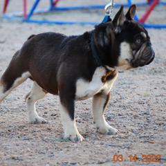 French Bulldog All Grown Up from Top of the Line French Bulldogs