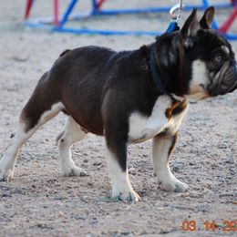 French Bulldog All Grown Up from Top of the Line French Bulldogs