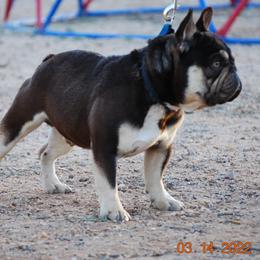 French Bulldog All Grown Up from Top of the Line French Bulldogs
