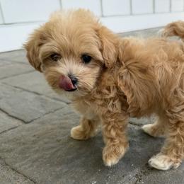 Puppy - Apricot male Maltipoo puppy in Charles City, Virginia from Historic triangle doodles