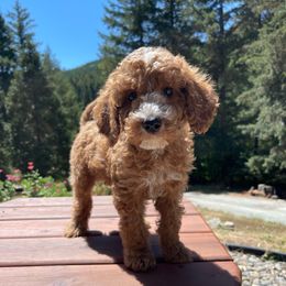 Grahm - Red  male Goldendoodle puppy in Eugene, Oregon from Dbos Furry Friends