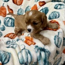 Green collar boy - Blenheim male Cavalier King Charles Spaniel puppy in Smiths, Alabama from K&K Kennels