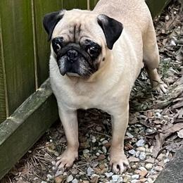 Chess - Pug