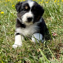 Tucker - Black tri-color male Australian Shepherd puppy in Otis, Oregon from Heritage Hill Aussies