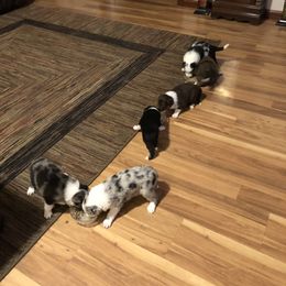 Border Collie Puppies from Burke BC’s