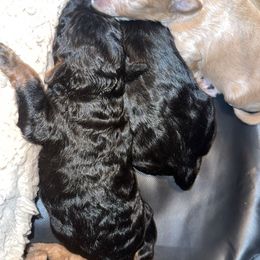 Yorkipoo Puppies from Racquel Smith