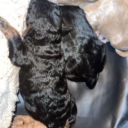 Yorkipoo Puppies from Racquel Smith