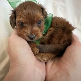 Cavapoo and Maltipoo Puppies from Julie Chandler