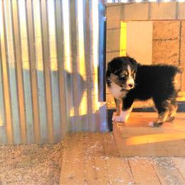 Australian Shepherd Puppies from Black Canyon Corral Aussies