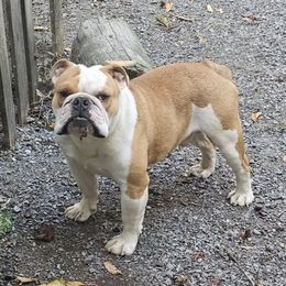Max - Bulldog