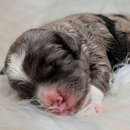 Boy 1 - Merle male Cockapoo puppy in Salt Lake City, Utah from Utah Cocker Spaniels