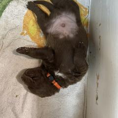 Chesapeake Bay Retriever Puppies from KBar Chesapeakes