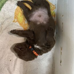 Chesapeake Bay Retriever Puppies from KBar Chesapeakes