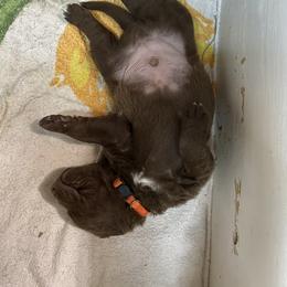 Chesapeake Bay Retriever Puppies from KBar Chesapeakes
