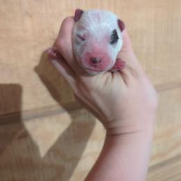 Boy 6 - Red mottled male Australian Cattle Dog puppy in Tulsa, Arkansas from Red Desert Australian Cattle Dogs