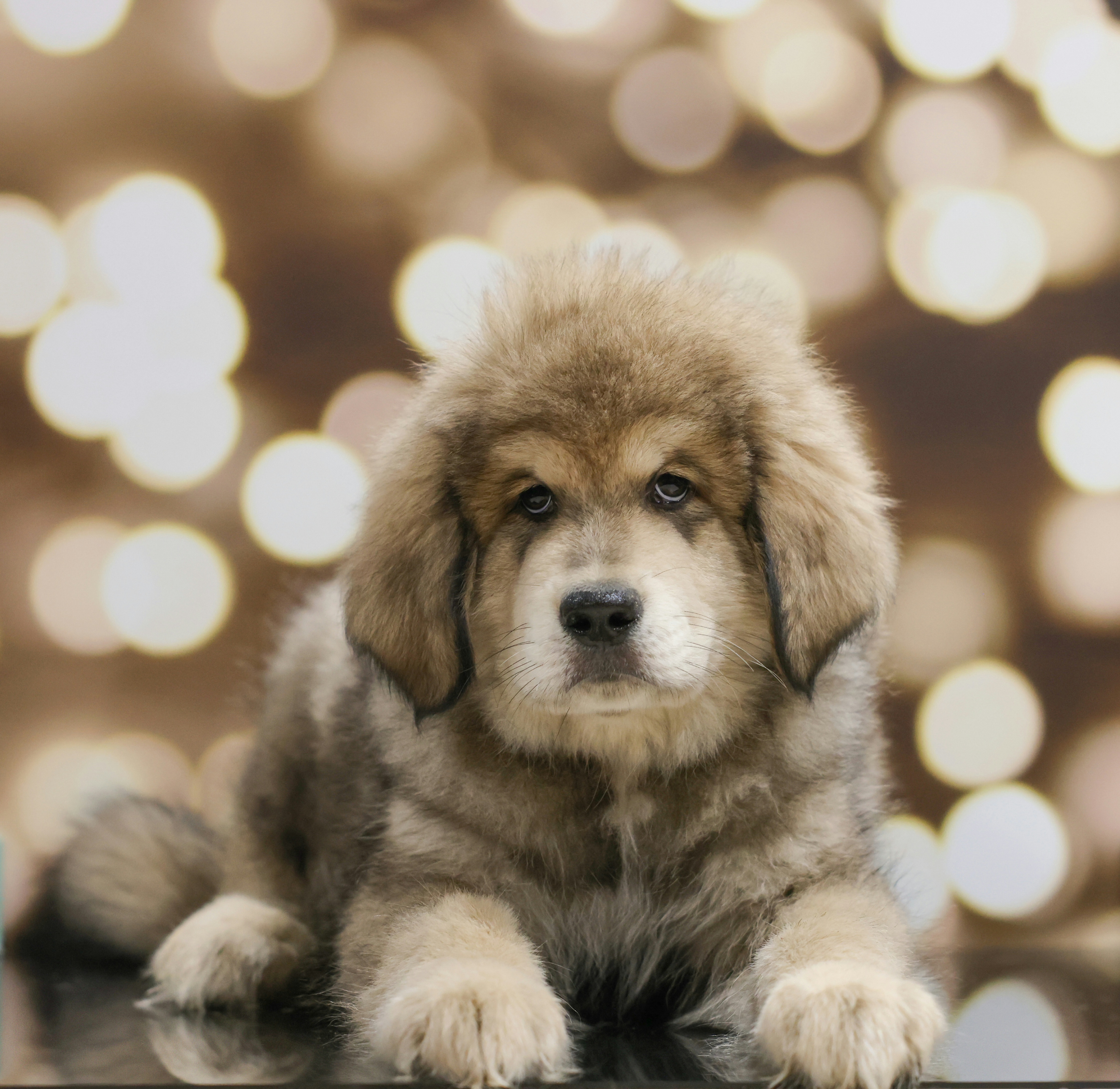 Boy 1 - Tibetan Mastiff puppy from Adynasty Tibetan Mastiffs