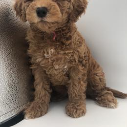 Pink - Red  female Goldendoodle puppy in Medina, Ohio from Farmer Doodles