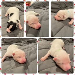 Yakutian Laika Puppies from Hickory Meadows Yakutian Laika