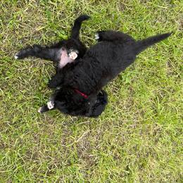 Poodle Puppies from Fluffy Doodle Farms