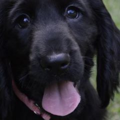 English Springer Spaniels and Field Spaniels from Pridemark