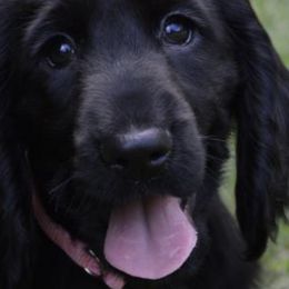 English Springer Spaniels and Field Spaniels from Pridemark