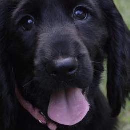 English Springer Spaniels and Field Spaniels from Pridemark