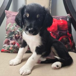 Elvis - Black male Double Doodle puppy in Prescott Valley, Arizona from Ramirez Family Doodles