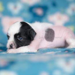 Bumble - Black and white male Chinese Crested puppy in Kentucky from Qilin Chinese Crested