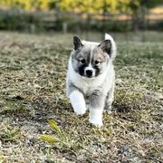 Icelandic Sheepdog Puppies from Hjarta Icelandics