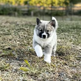 Icelandic Sheepdog Puppies from Hjarta Icelandics