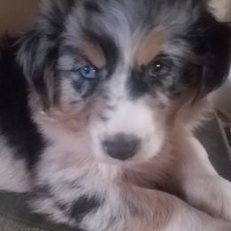 Australian Shepherd Puppies from Bama Mountain