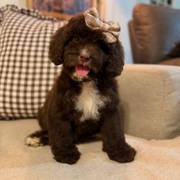 Shimmer - Chocolate female Cavapoo puppy in Colcord, Oklahoma from Copper Lane Aussies, Doodles & Cavapoos