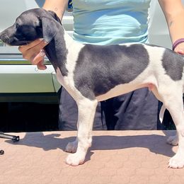 Loki - White and black male Whippet puppy in Redmond, Oregon from Chappelle Whippets