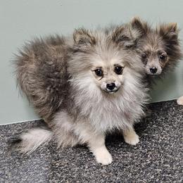 Pomeranian Puppies from RC Pets