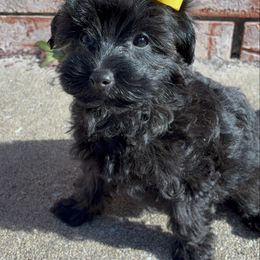 Sasha - Black female Maltipoo puppy in Oklahoma City, Oklahoma from Red Okie Poos