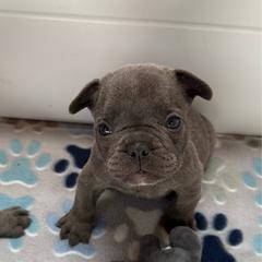 Blue collar - Blue male French Bulldog puppy in Livingston, Texas from Drake Home Frenchies