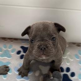 Blue collar - Blue male French Bulldog puppy in Livingston, Texas from Drake Home Frenchies