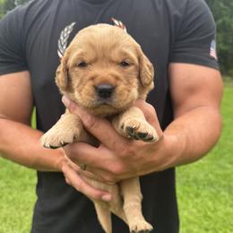 Girl 4 - female Golden Retriever puppy in Lincolnton, Georgia from Lincoln Kennels