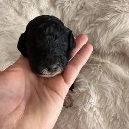 3 - Parti male Labradoodle puppy in Greensboro, Georgia from B’s Doodles