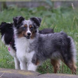 Puncher - Toy Australian Shepherd