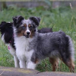 Puncher - Toy Australian Shepherd